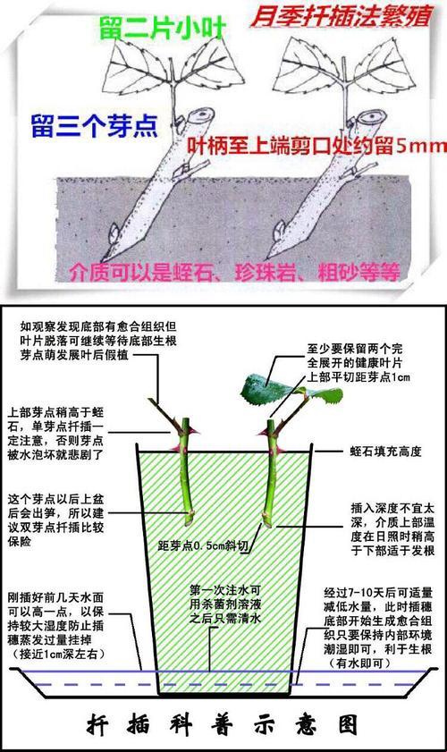 引爆热情，探秘日本72种扦插方式