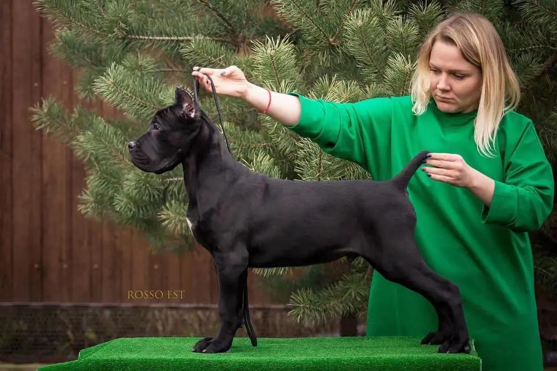 俄罗斯犬种，群英荟萃：一窥创新下的热闹争议